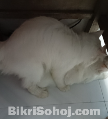 Semi punch face Persian cat adult male.